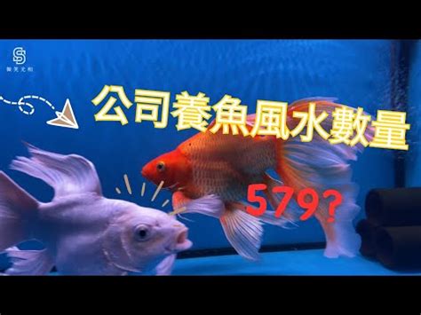 風水養魚數量|養魚招財：最佳魚隻數量